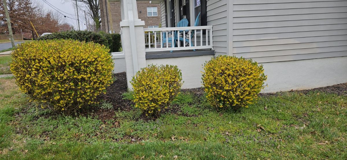 forsythia